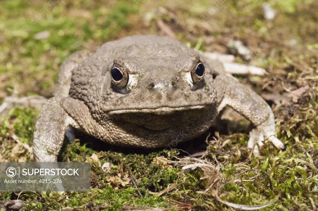 Close-up of a Texas toad (Bufo speciosus)