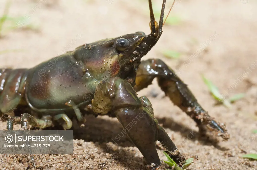 Close-up of a Rusty crayfish (Orconectes rusticus), Kettle River, Sandstone, Minnesota, USA
