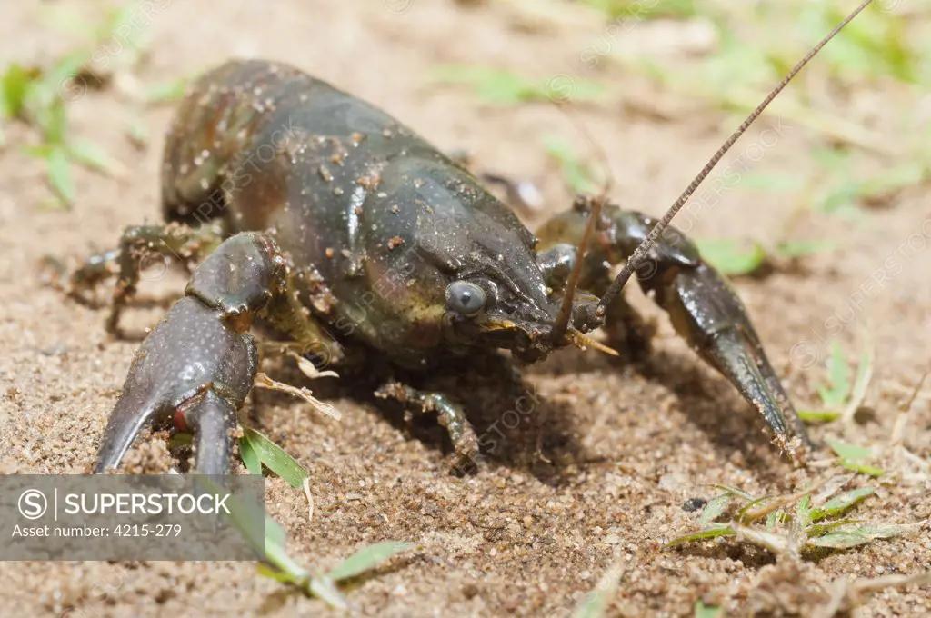 Close-up of a Rusty crayfish (Orconectes rusticus), Kettle River, Sandstone, Minnesota, USA