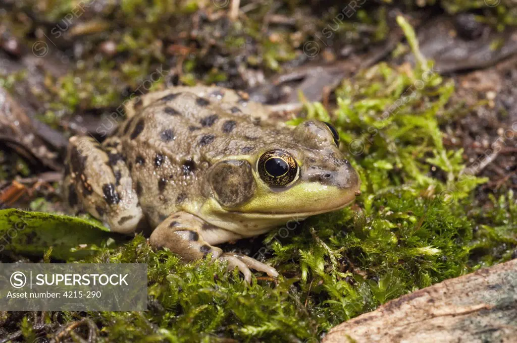 Close-up of a Mink frog (Rana septentrionalis), Canada