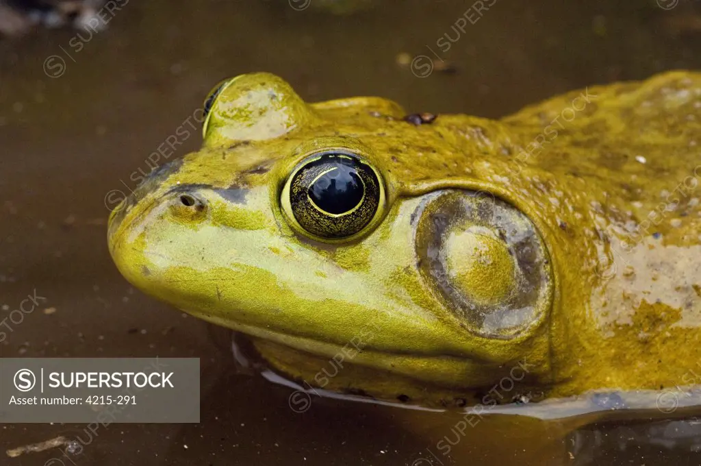 Bullfrog (Rana catesbeiana) in a pond, Canada
