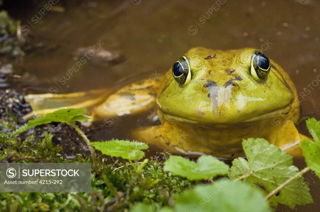 Bullfrog (Rana catesbeiana) in a pond, Canada