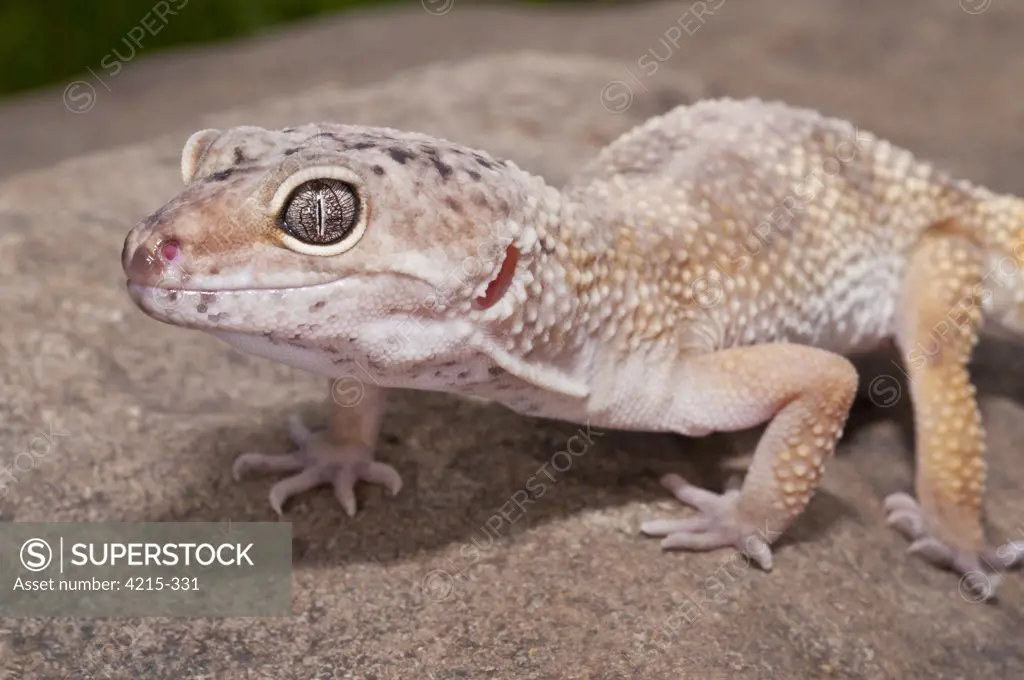 Close-up of a Leopard gecko (Eublepharis macularius)
