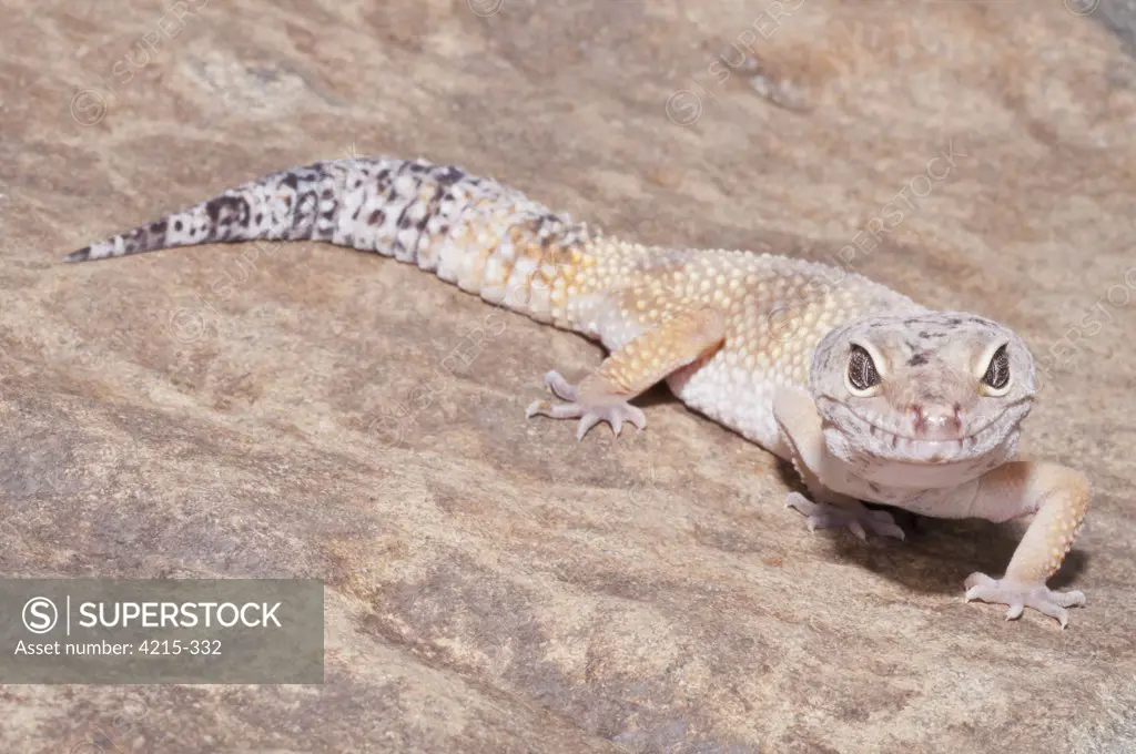 Close-up of a Leopard gecko (Eublepharis macularius)