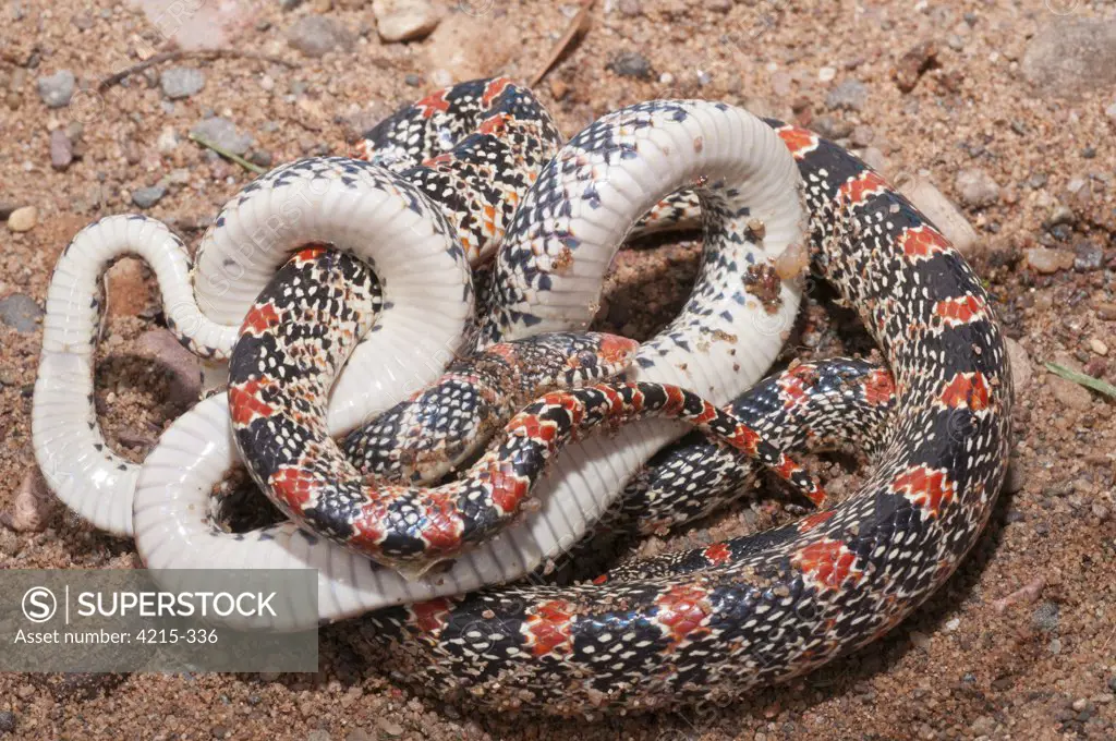 Close-up of a Texas Long Nosed snake (Rhinocheilus lecontei tessellatus), USA