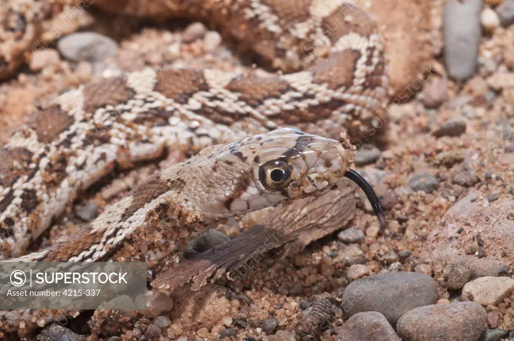 Close-up of a Sonoran Gopher snake (Pituophis catenifer affinis), USA