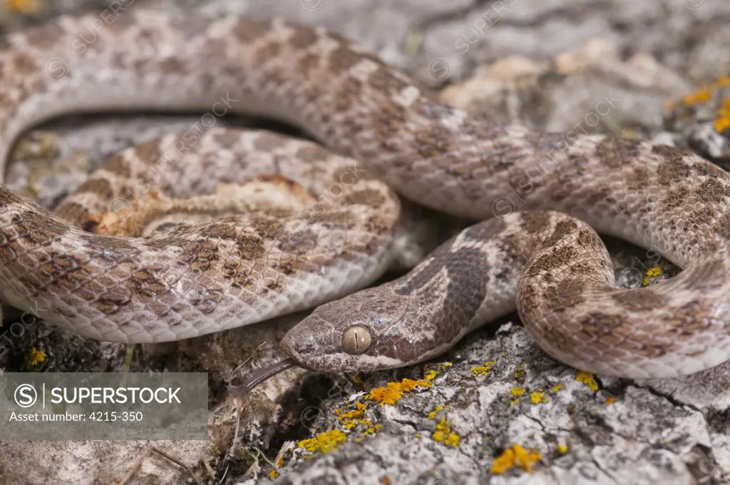 Close-up of a Texas Night snake (Hypsiglena torquata jani)