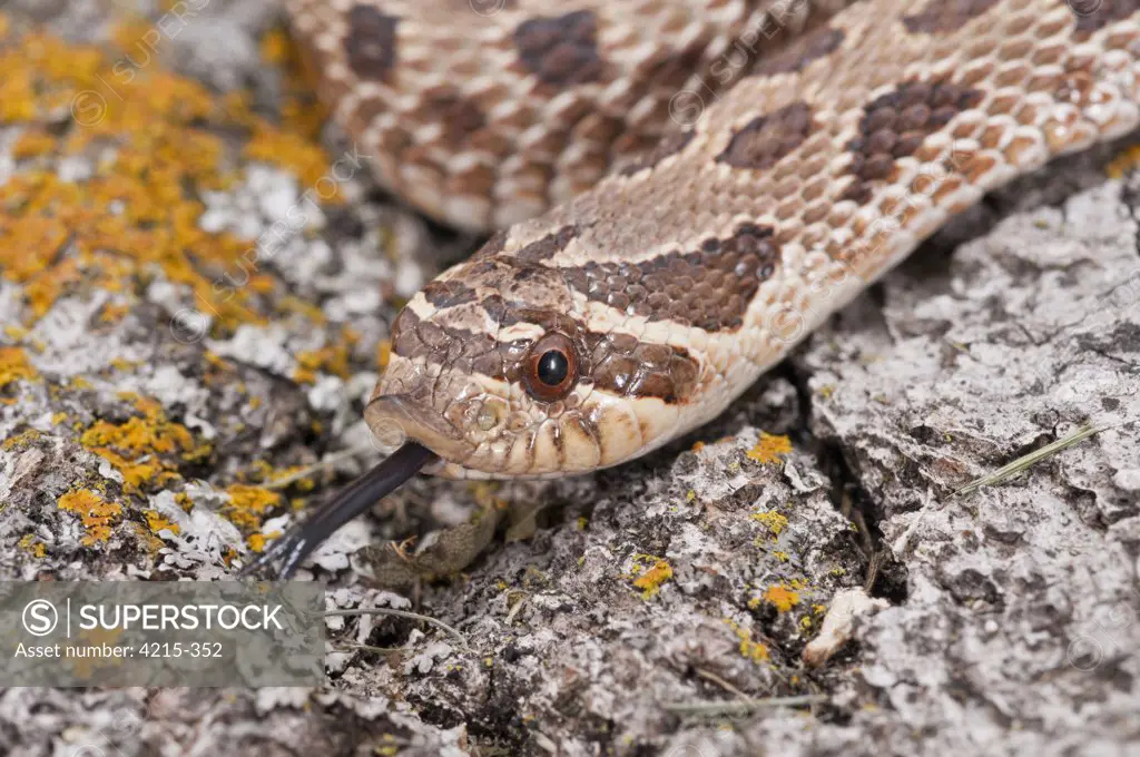 Close-up of a Dusty Hognose snake(Heterodon nasicus gloydi)