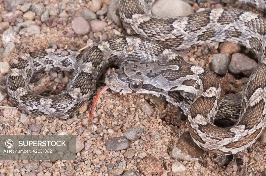 Close-up of a Texas Rat snake (Elaphe obsoleta lindheimeri)