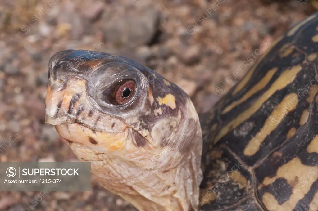 Close-up of an Eastern Box turtle (Terrapene carolina carolina), USA