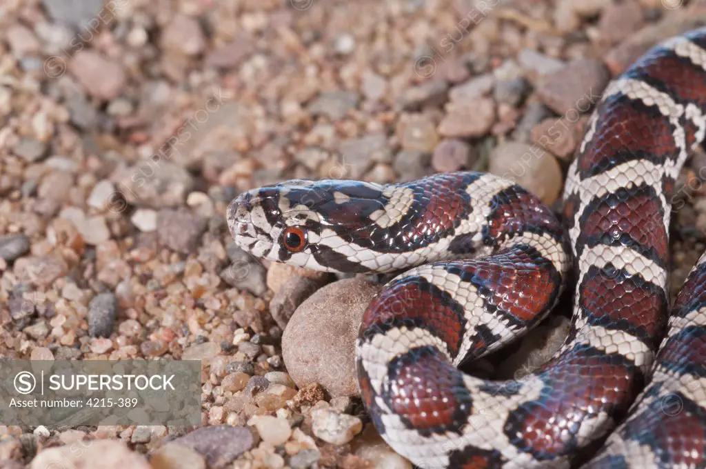 Close-up of a juvenile Eastern Milk snake (Lampropeltis triangulum triangulum)