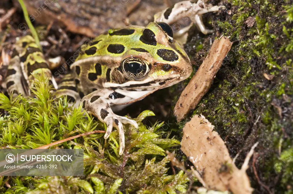 Close-up of Northern Leopard frog (Rana pipiens), Canada