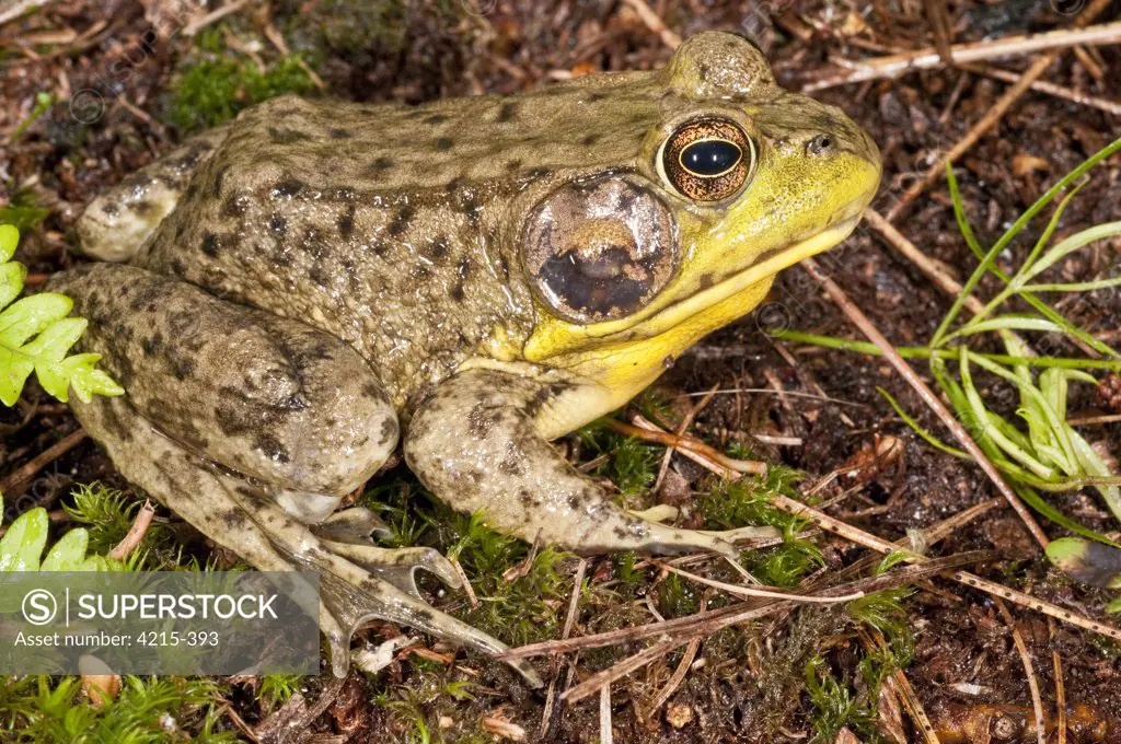 Close-up of a Green frog (Rana clamitans), Minnesota, USA