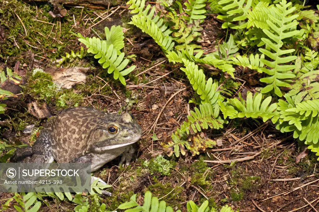 Bullfrog (Rana catesbeiana) in a forest, Canada