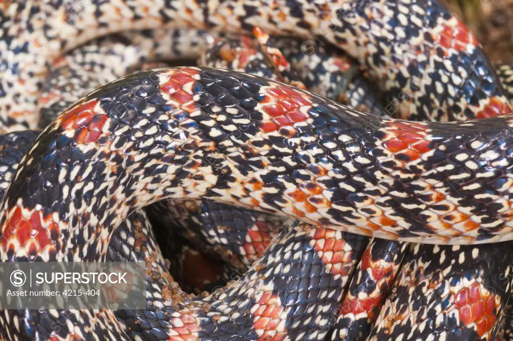 Close-up of Texas Long Nosed snake (Rhinocheilus lecontei tessellatus), USA