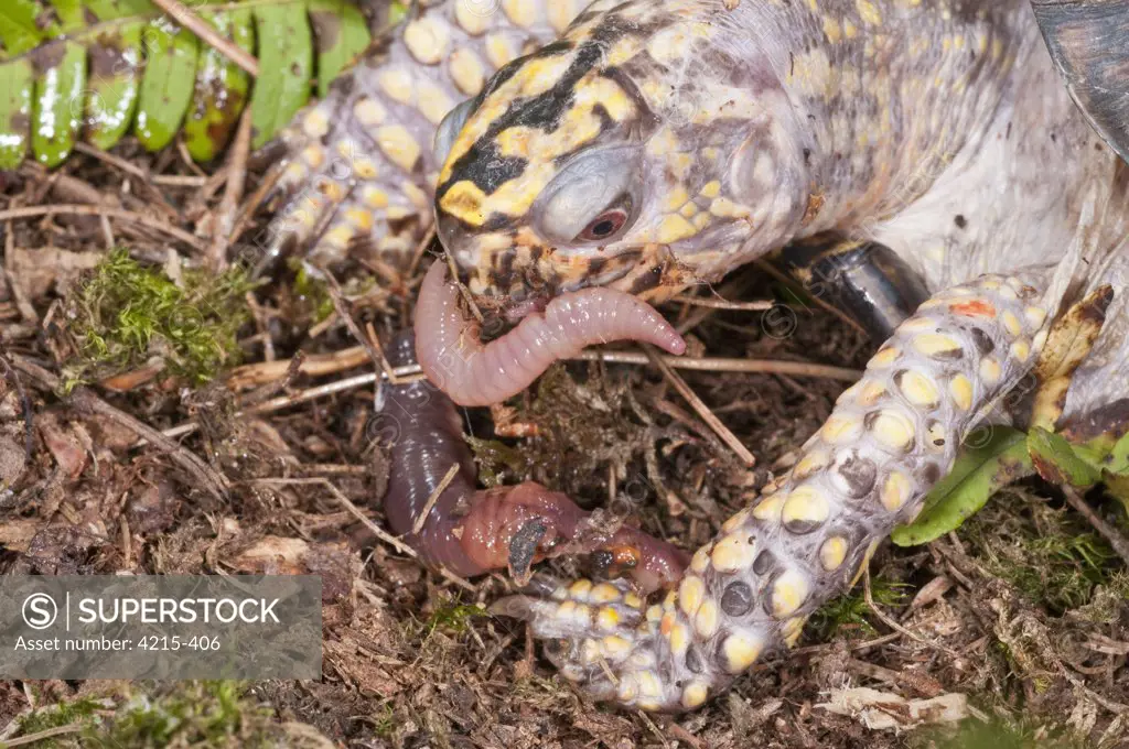 Close-up of an Eastern Box turtle (Terrapene carolina carolina) eating earthworm, USA