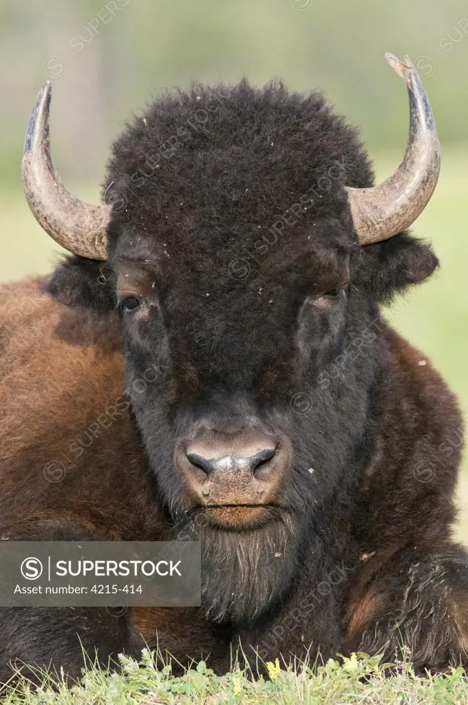 Plains bison (Bison bison bison) in a field, Wind Cave National Park, South Dakota, USA