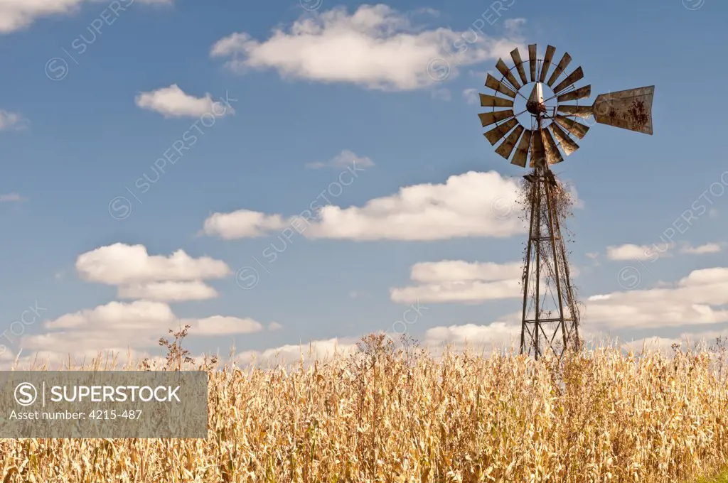 Windmill and corn crop in a field, Viroqua, Wisconsin, USA