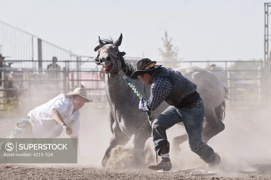 Wild horse round-up at Siksika Nation Rodeo, Siksika Nation, Gleichen, Alberta, Canada