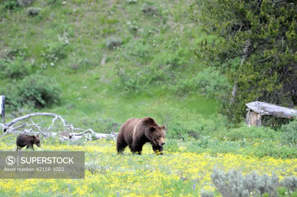 USA, Wyoming, Grand Teton National Park, Grizzly (Ursus arctos horribilis) 399 and one of her cubs walking through wildflowers near Pilgrim Creek
