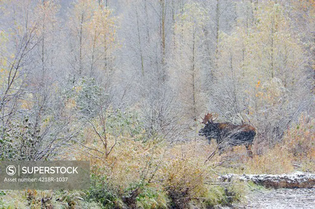 USA, Wyoming, Grand Teton National Park, Bull moose during fall snowstorm