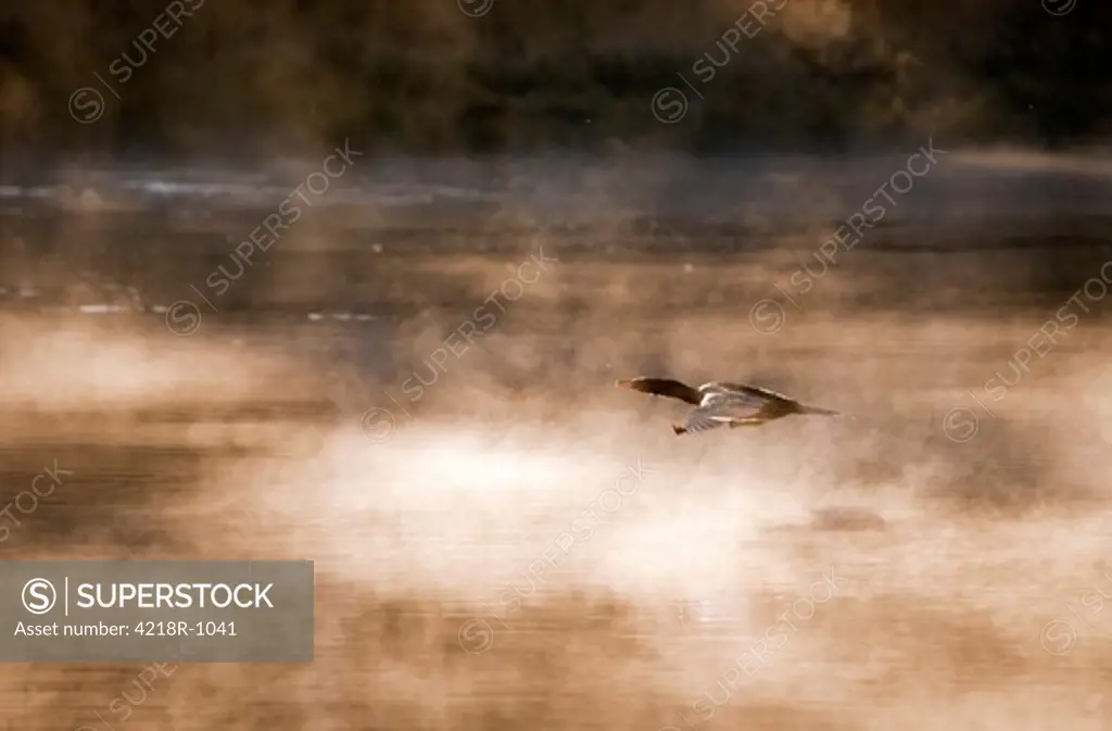 USA, Wyoming, Grand Teton National Park, Cormorant flies through mist above Snake River