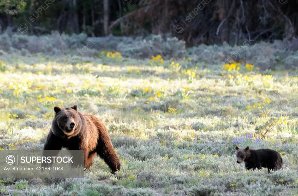 USA, Wyoming, Grand Teton National Park, Grizzly female with cub