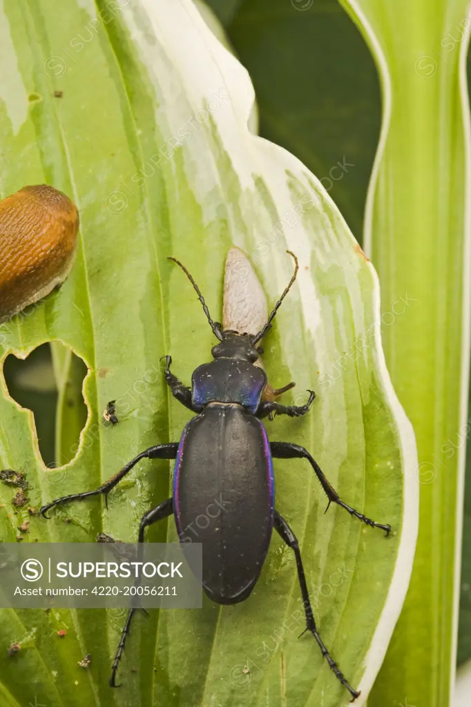 Violet Ground Beetle - eats slug on Hosta (Carabus violaceus). Bedfordshire UK.