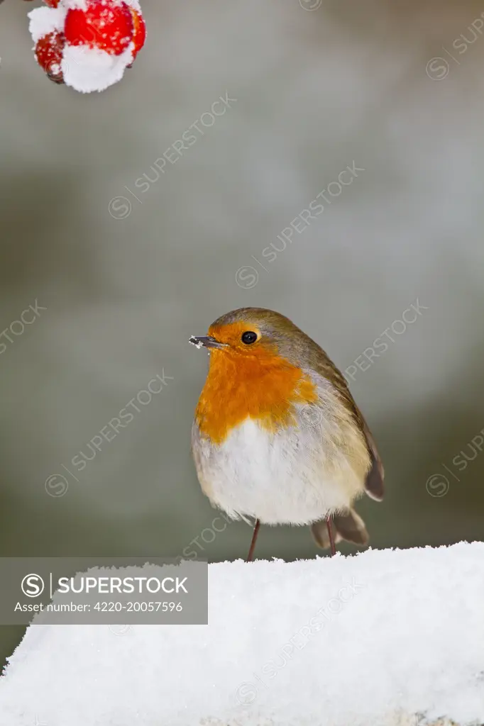 Robin - in snow (Erithacus rubecula). Bedfordshire UK.