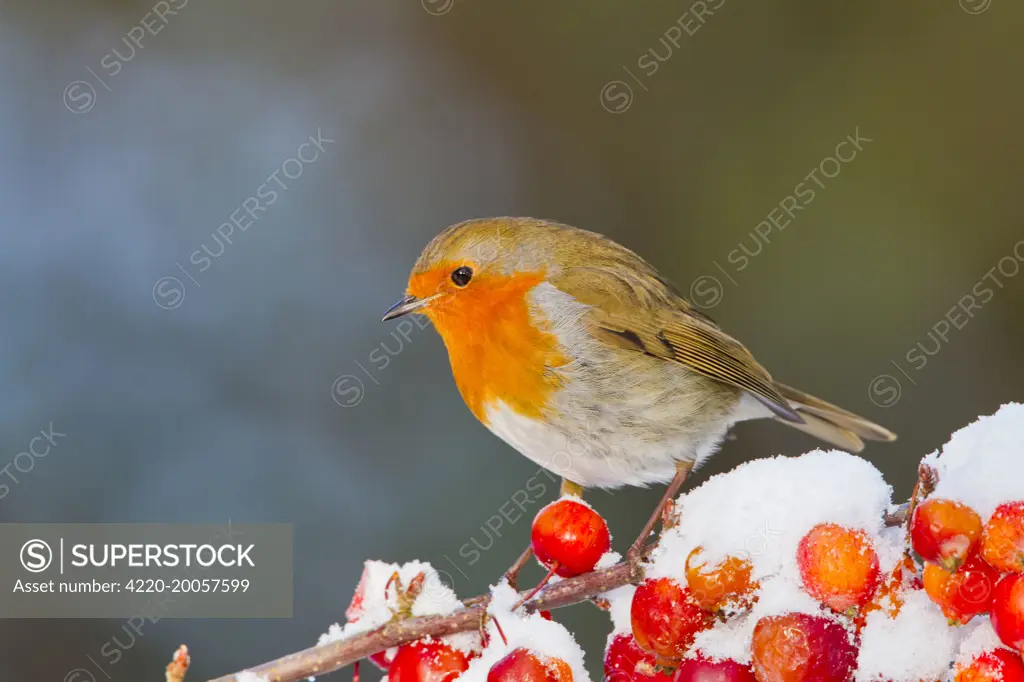 Robin - on snow covered crab apples (Erithacus rubecula). Bedfordshire UK.