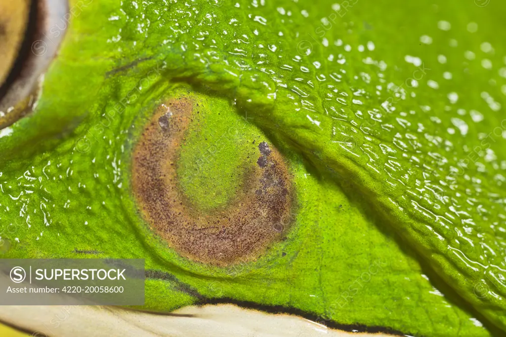 White Lipped Tree Frog - close up of ear (Litoria infrafrenata). Controlled conditions.