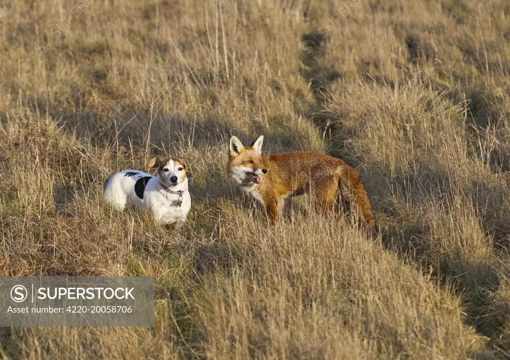Red Fox - with Jack Russell in hay field  (Vulpes vulpes). controlled conditions.
