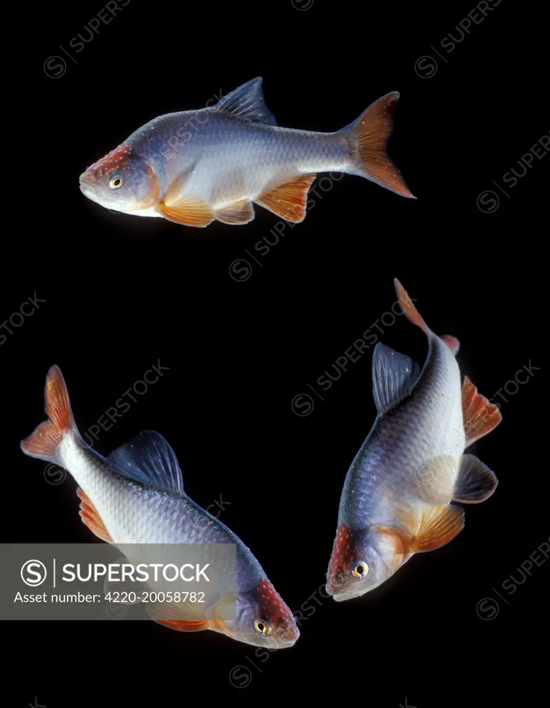 Red SHINER Fish - 3 in circle (Cyprinella lutrensis ). Formerly Notropis lutrensis.