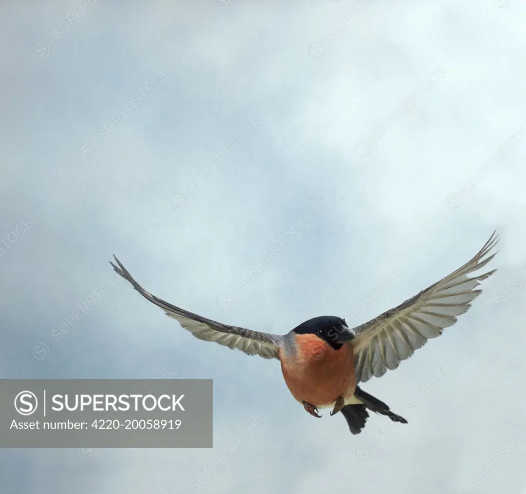 Bullfinch - Male, in flight, head on (Pyrrhula pyrrhula)