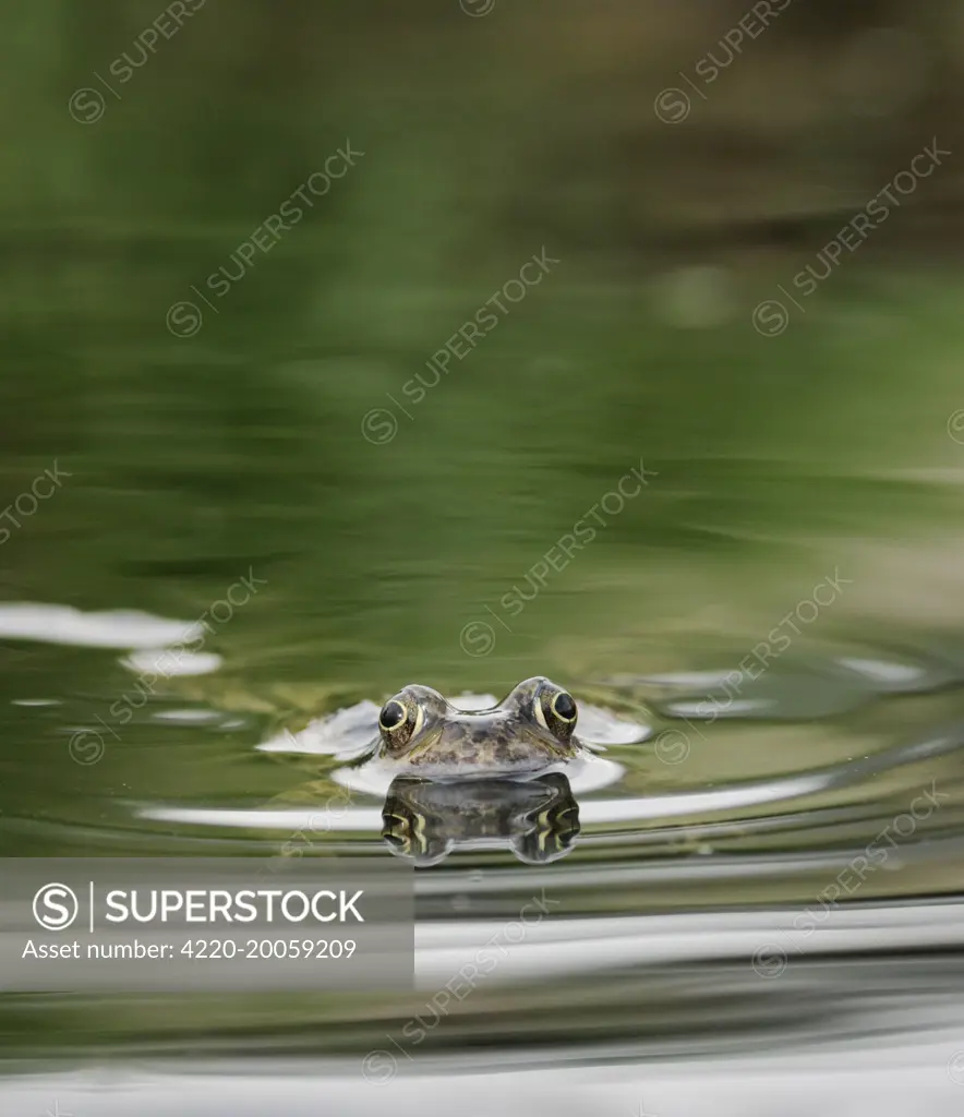 Common Frog - In water, front view, swimming (Rana temporaria)