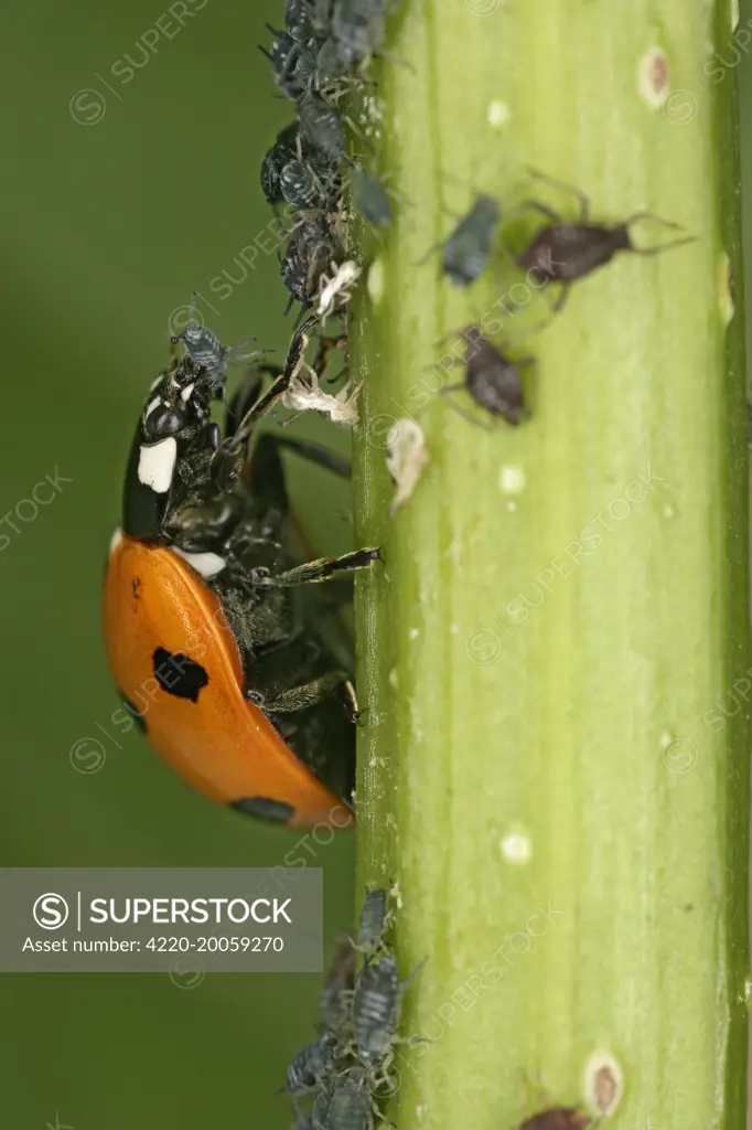 7-Spot Ladybird - eating Aphid  (Coccinella 7-punctata). Coccinella septempunctata.