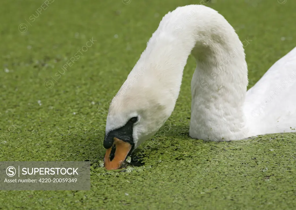 Mute swan - close-up feeding in duckweed (Cygnus olor)