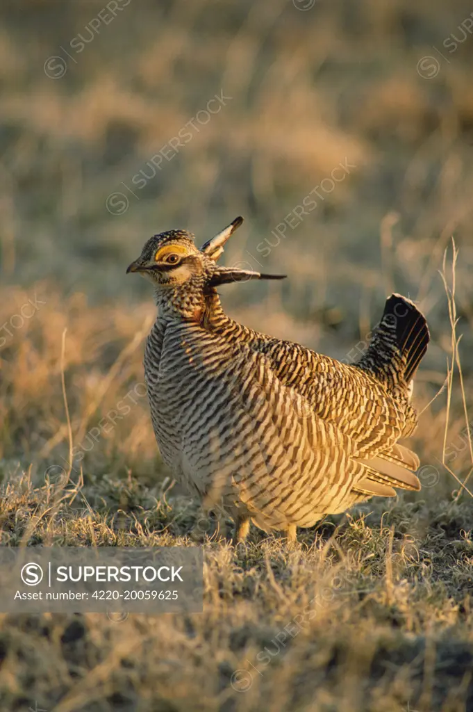 Lesser Pinnated GROUSE / Lesser Prairie Chicken / Lesser Prairie Grouse - close-up (Tympanuchus pallidicinctus)