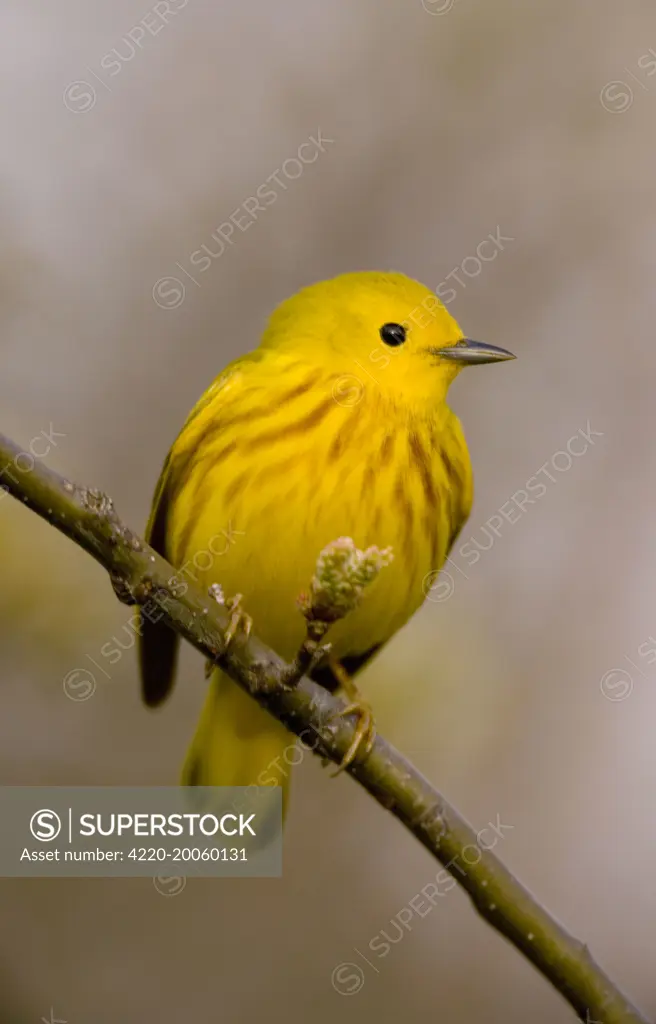 Yellow Warbler - male. A plump short-tailed warbler. Reddish streaks distinct in male. (Dendroica petechia). New York, USA. Common in wet habitats especially in willows and alders; open woodlands, gardens and orchards. Song is a clear and rapid 'sweet sweet sweet I'm so sweet'.
