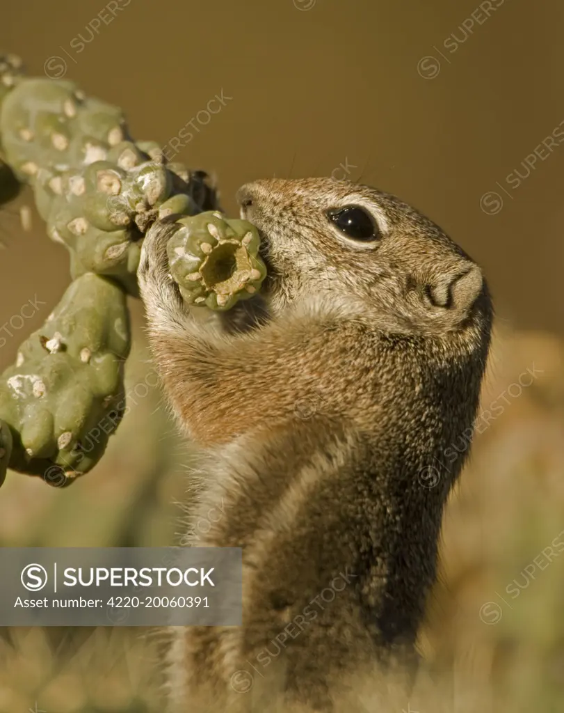 Harris' Antelope Squirrel / Yuma Antelope Squirrel - Feeding on cactus (Ammospermophilus harrisi). Arizona, USA.