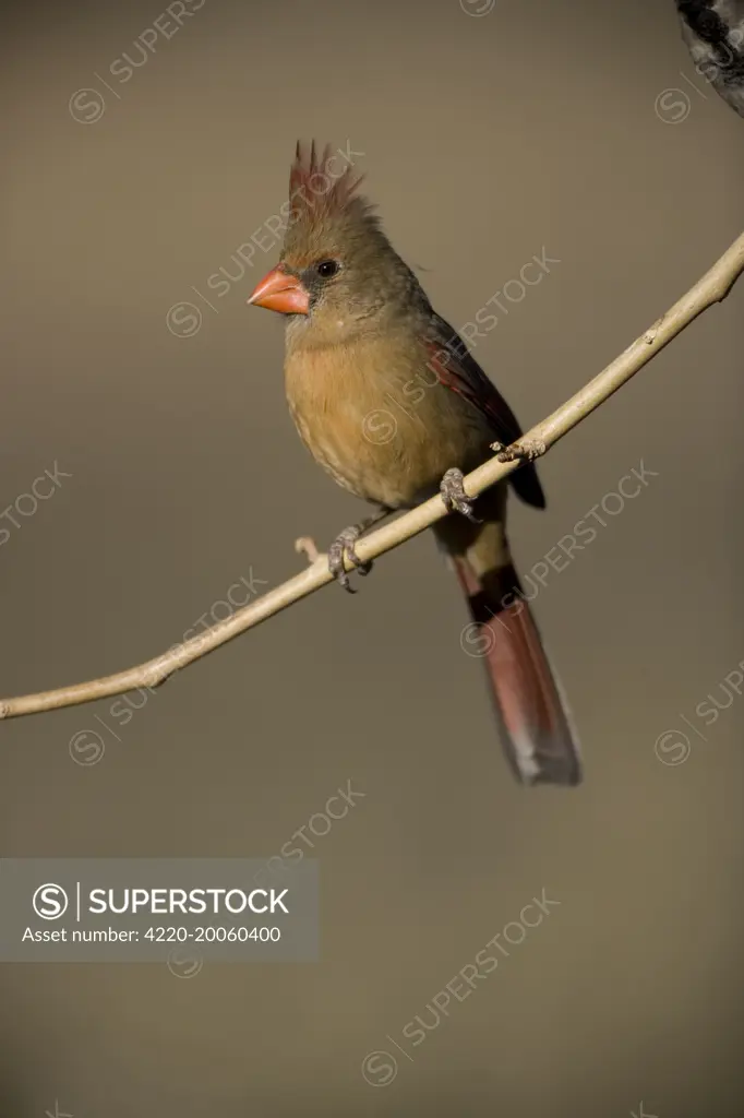 Northern Cardinal - Female (Cardinalis cardinalis). Arizona, USA.