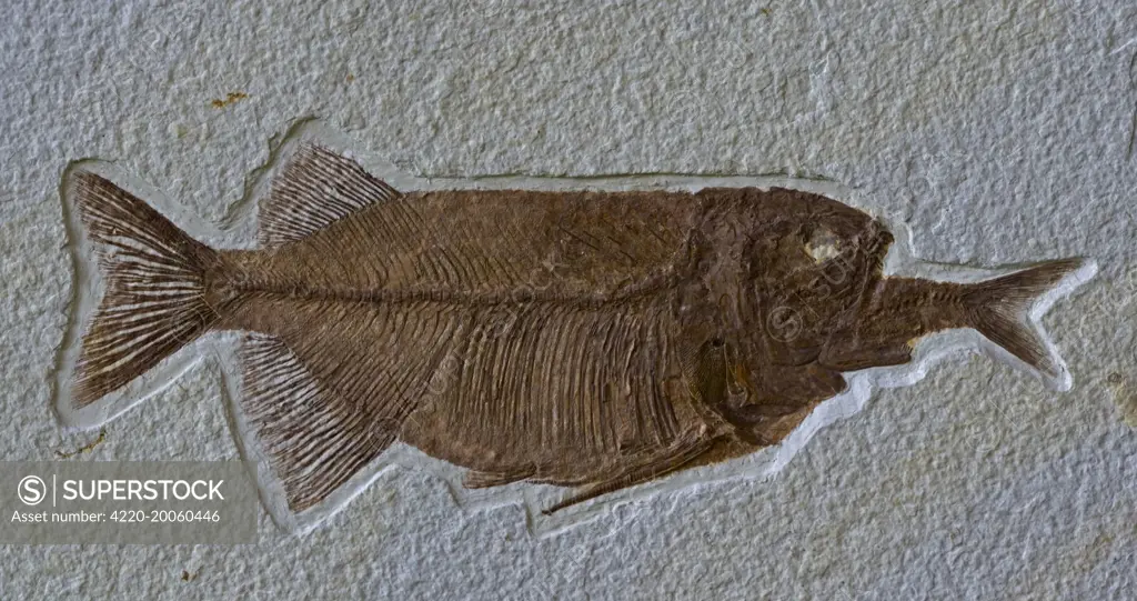 Fish Fossil - Phareodus Aspiration - Phareodus eating Knightia. Lincoln County - Wyoming - USA - 50 million years old.