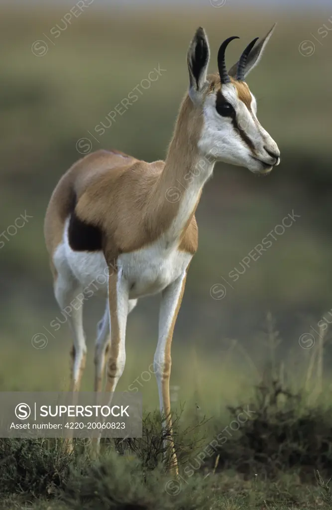 Impala (Aepyceros melampus). South Africa.