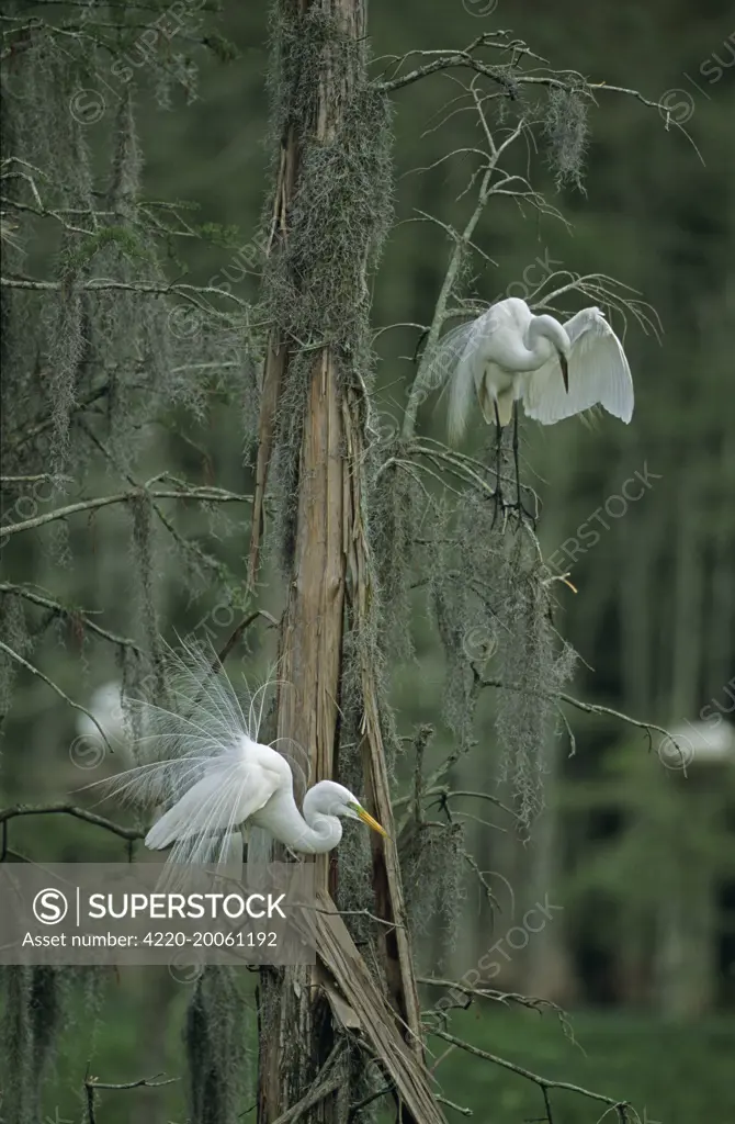 Great Egret - in tree (Casmerodius albus). Louisiana, USA. Distinguished from most other white herons by large size (L39' W51') - Common in marshes-mangroves swamps-mud flats - Partial to open habitats for feeding - stalks prey slowly and methodically - Population was greatly reduced by plume hunters at the turn of the century - now mostly recovered and is still expanding in some part of range - Formerly called Common Egret and American Egret.