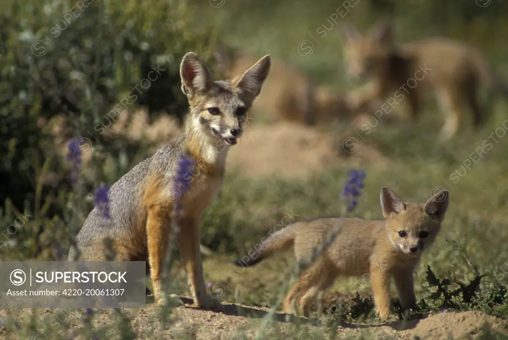 Kit Fox - with young (Vulpes macrotis). Arizona, USA. Feeds on small desert rodents.