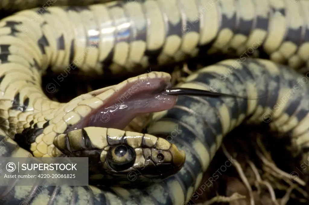 Grass Snake - Feigning death in defensive posture (Natrix natrix)