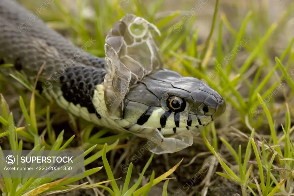 Grass Snake - Shedding Skin (Natrix natrix)