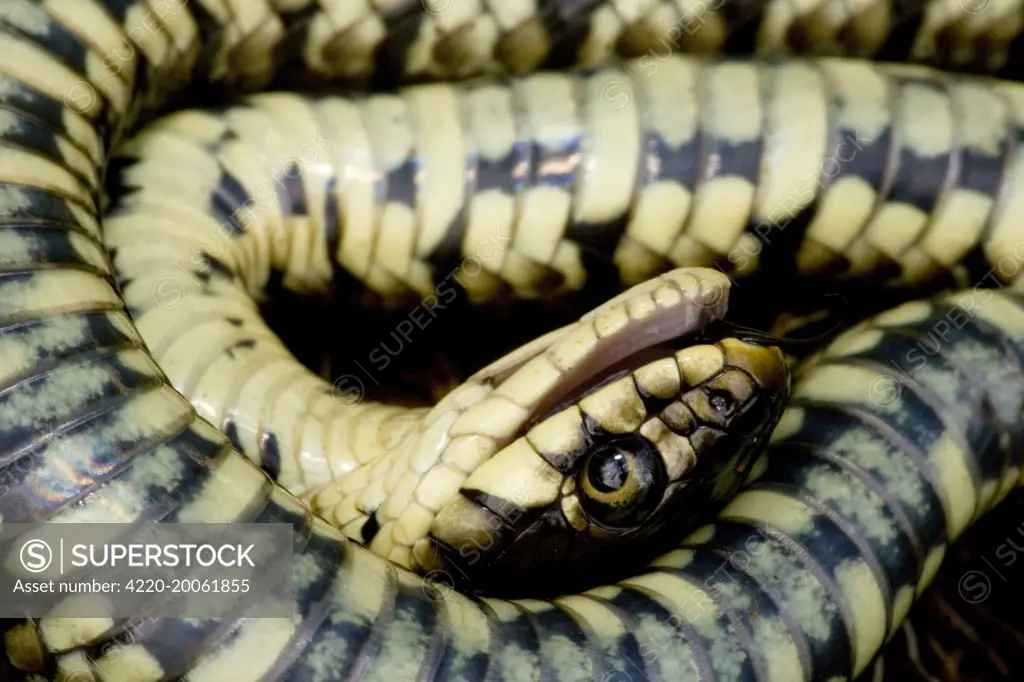 Grass Snake - Feigning death in defensive posture  (Natrix natrix)