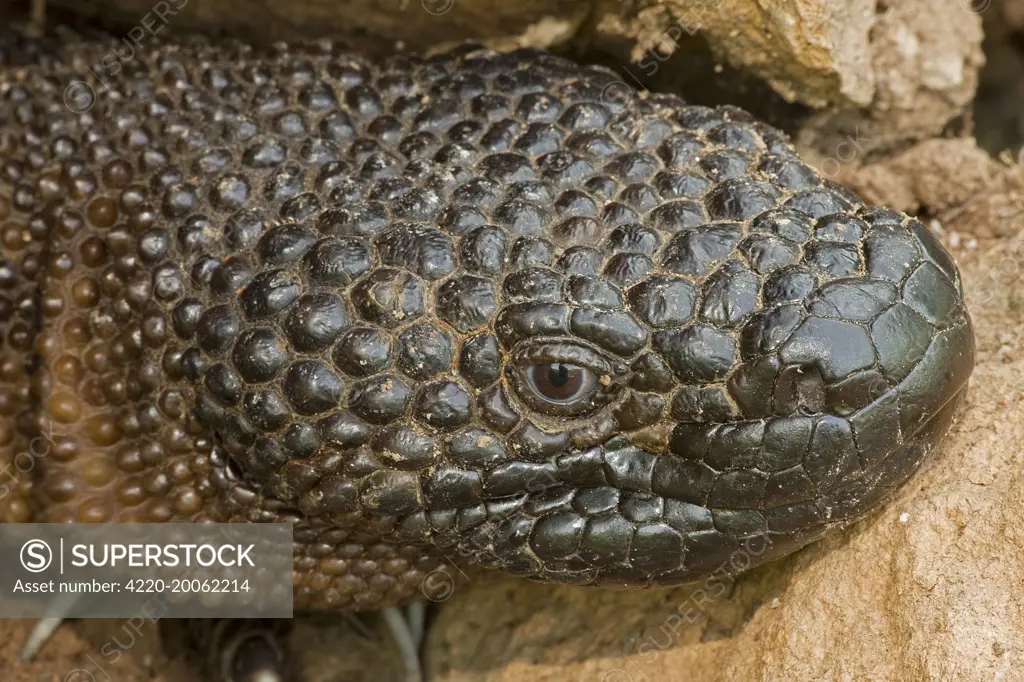 Rio Fuerte Beaded Lizard  (Heloderma horridum exasperatum). Sonora - Mexico. One of two venomous lizards in the world (other is gila monster (Heloderma suspectum suspectum).