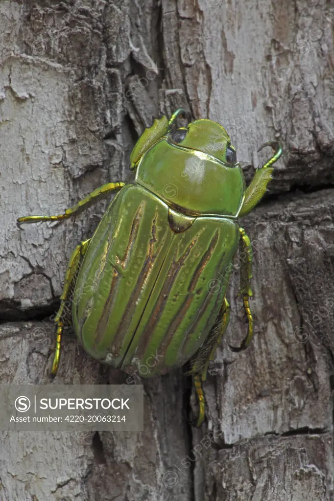 Scarab Beetle (Chrysina gloriosa ). Chiricahua Mountains - Arizona - USA.